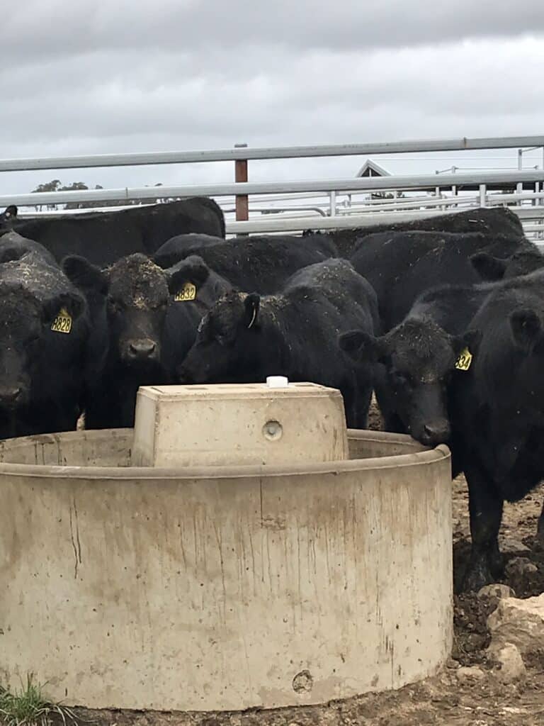 Happy cows with enough water to remain happy